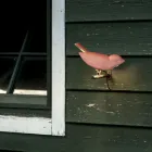 Aplique de exterior de mayólica toscana esmaltada fabricado en Italia - Uccellino Viadurini