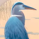 Composición de Cuadros en Madera con Estampado de Aves Made in Italy - Belice Viadurini