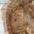 Lavabo de madera fósil del cuarto de baño de la estrella, pedazo único de diseño Viadurini