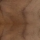 Silla acolchada con base de madera de roble Made in Italy - Sebastian Viadurini