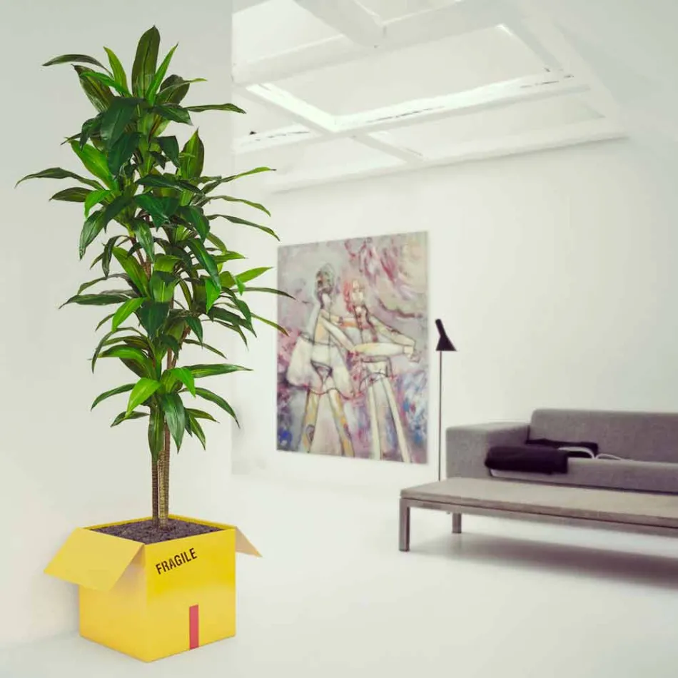 Titular Tabla Revistas Frágil Mabele Viadurini